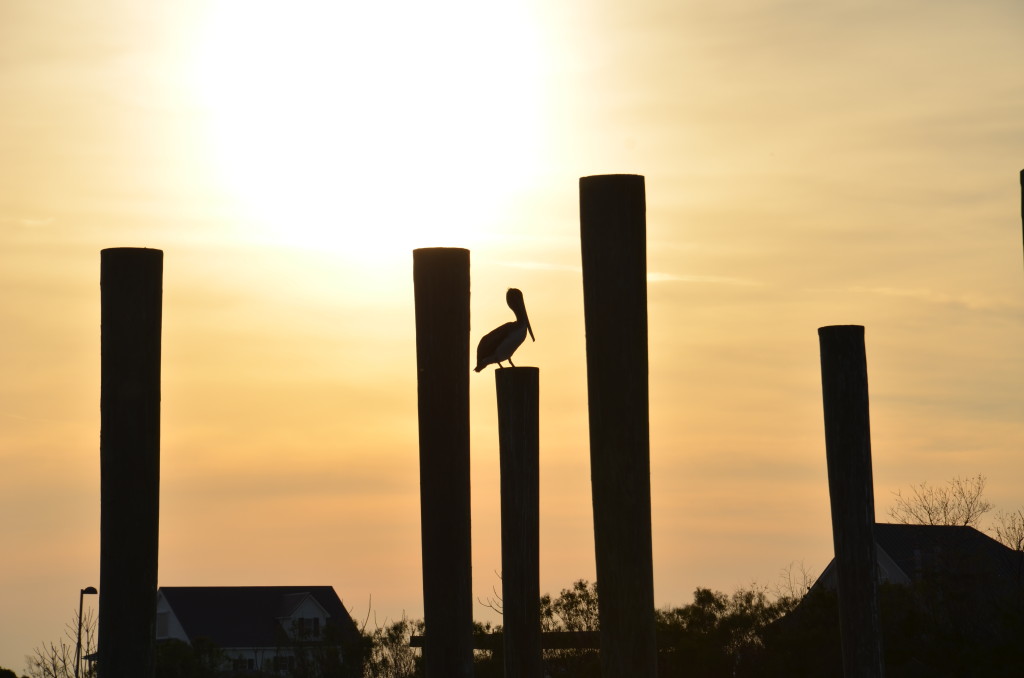 A pelican on the Mississippi River Delta